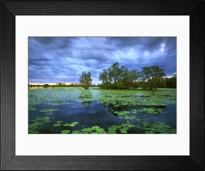 Framed Print : Billabong - Yellow Water - Paperbark swamp with Water lilies (Nelumbo nucifera); Kakadu National Park (World Heritage Area); Northern Territory; Australia JPF50960 Framed Print : Billabong - Yellow Water - Paperbark swamp with Water lilies (Nelumbo nucifera); Kakadu National Park (World Heritage Area); Northern Territory; Australia JPF50960