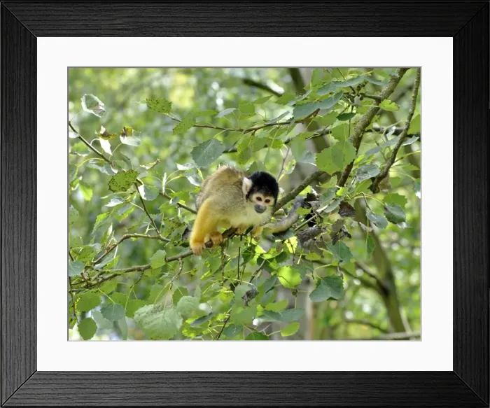 Framed Print : Black-headed Squirrel Monkey - forests of northern South America Framed Print : Black-headed Squirrel Monkey - forests of northern South America