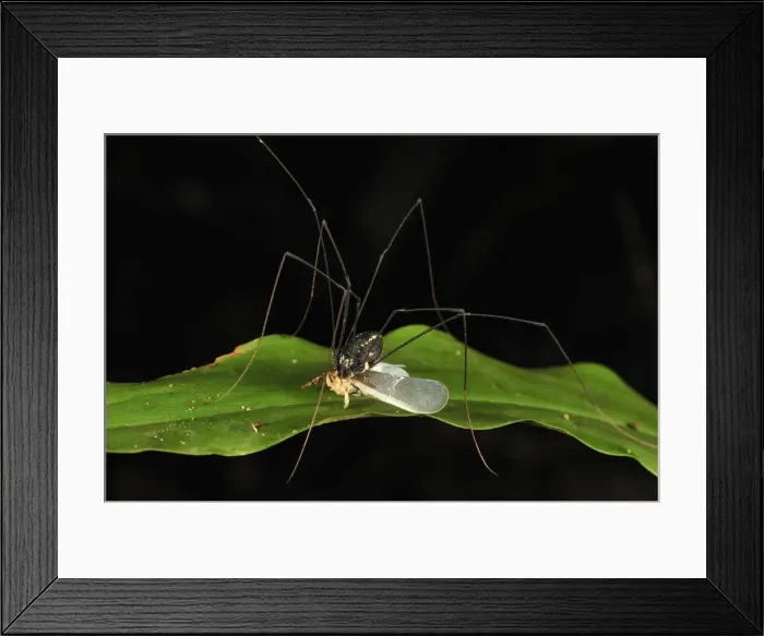 Framed Print : Harvestman / Daddy-long-legs - with it's prey a planthopper - Gunung Leuser National Park - Northern Sumatra - Indonesia Framed Print : Harvestman / Daddy-long-legs - with it's prey a planthopper - Gunung Leuser National Park - Northern Sumatra - Indonesia