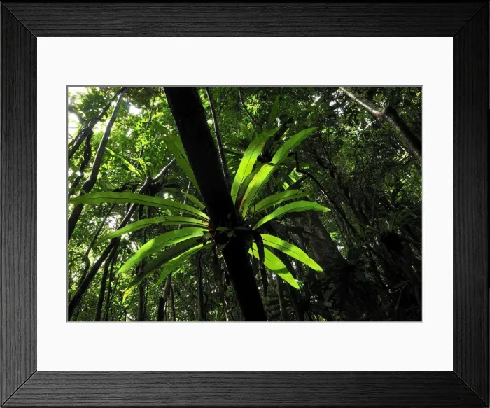 Framed Print : Bird's Nest Fern at tropical rainforest - Masoala National Park - Madagascar Framed Print : Bird's Nest Fern at tropical rainforest - Masoala National Park - Madagascar