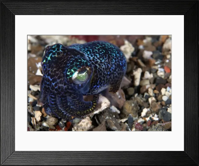 Framed Print : Bobtail Squid - Indonesia Framed Print : Bobtail Squid - Indonesia