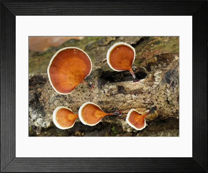 Framed Print : Tree Fungus - Danum Valley Conservation Area - Sabah - Borneo - Malaysia Framed Print : Tree Fungus - Danum Valley Conservation Area - Sabah - Borneo - Malaysia