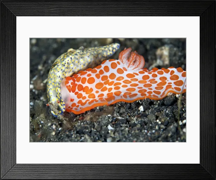 Framed Print : Gymnodoris rubropapulosa (orange spots) is a predatory species which feeds on other nudibranches including its own species - feeding on Hypselodoris infucata - Indonesia Framed Print : Gymnodoris rubropapulosa (orange spots) is a predatory species which feeds on other nudibranches including its own species - feeding on Hypselodoris infucata - Indonesia