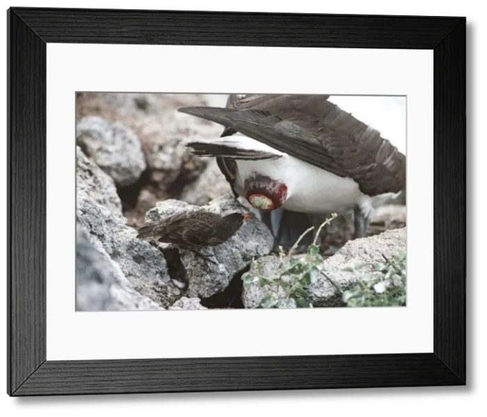 Framed Print : Sharp-beaked Ground Finch - taking secretion that eases egg-laying for a Masked Booby - Wolf Island, Galapagos Islands AU-1633 Framed Print : Sharp-beaked Ground Finch - taking secretion that eases egg-laying for a Masked Booby - Wolf Island, Galapagos Islands AU-1633