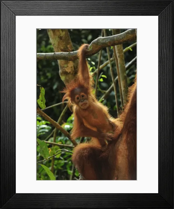 Framed Print : Sumatran Orangutan - mother with baby - Gunung Leuser National Park - Northern Sumatra - Indonesia Framed Print : Sumatran Orangutan - mother with baby - Gunung Leuser National Park - Northern Sumatra - Indonesia