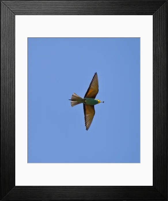 Framed Print : European Bee-eater - in flight with Bee in bill - Southern Turkey - May Framed Print : European Bee-eater - in flight with Bee in bill - Southern Turkey - May