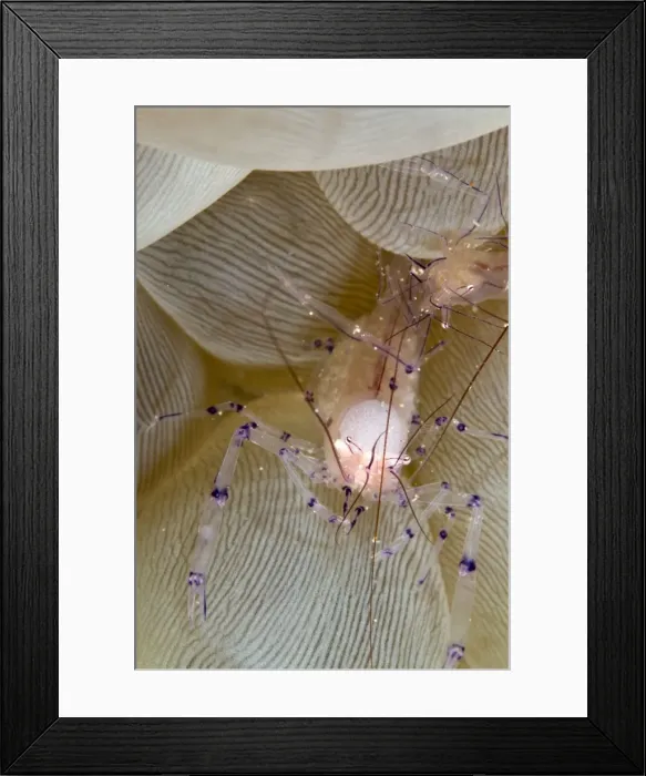 Framed Print : Bubble Coral Shrimp - Indonesia