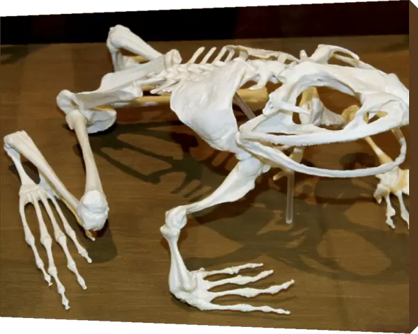 Goliath Frog - skeleton - West Africa - World's largest frog
