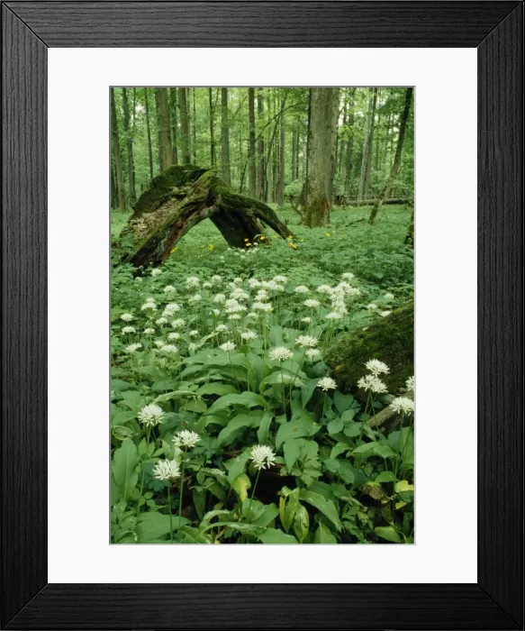 Framed Print : Poland ROG 9037 Mass of Ramsons in Bialowieza Naional Park, old Forest area. © Bob Gibbons / ardea. com Framed Print : Poland ROG 9037 Mass of Ramsons in Bialowieza Naional Park, old Forest area. © Bob Gibbons / ardea. com