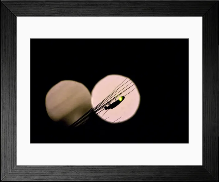 Framed Print : Fireflies - male - Italy Framed Print : Fireflies - male - Italy