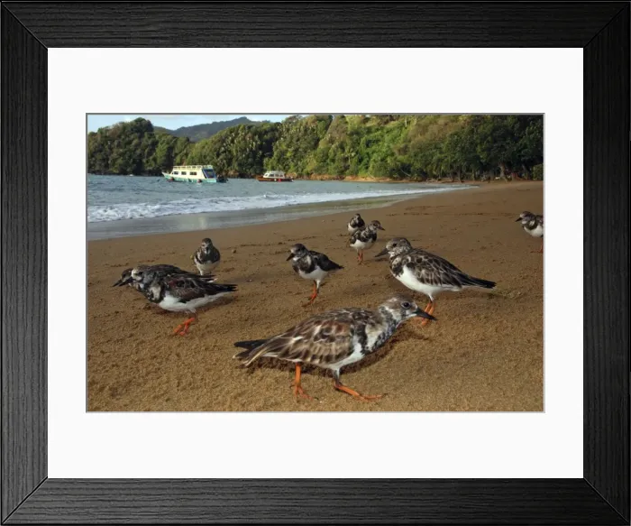 Framed Print : Turnstones - on the beach - early morning - Tobago