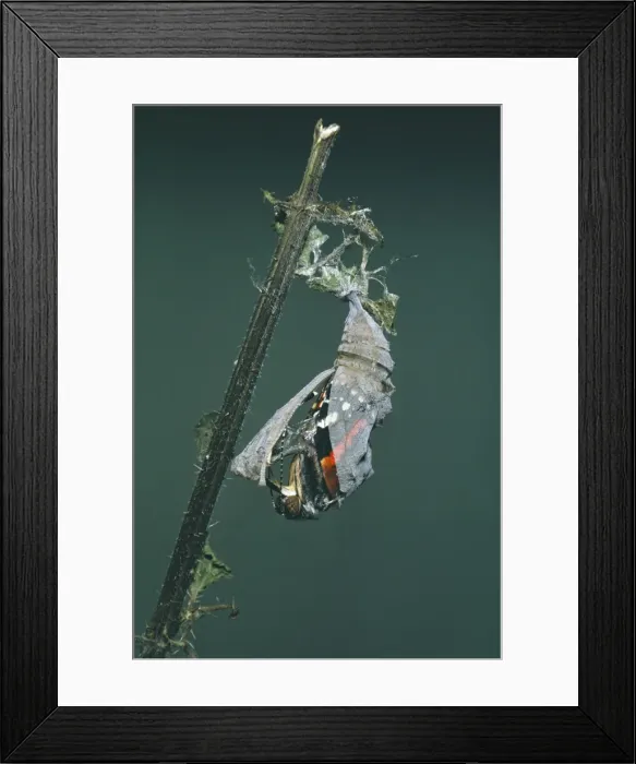 Framed Print : Red Admiral Butterfly - emerging from pupa Framed Print : Red Admiral Butterfly - emerging from pupa