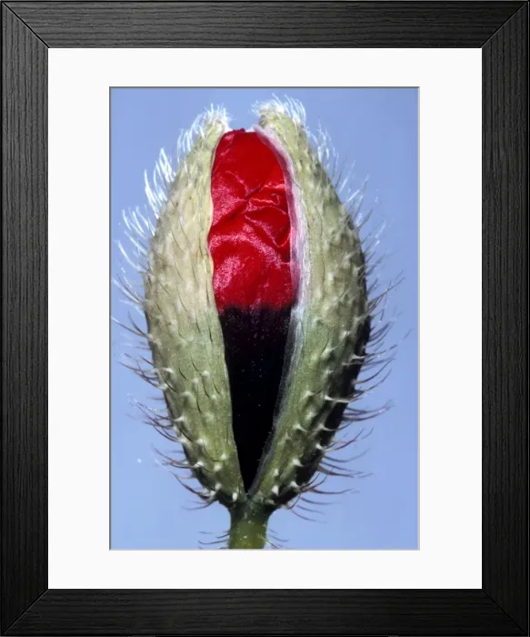 Framed Print : Poppy - opening Framed Print : Poppy - opening