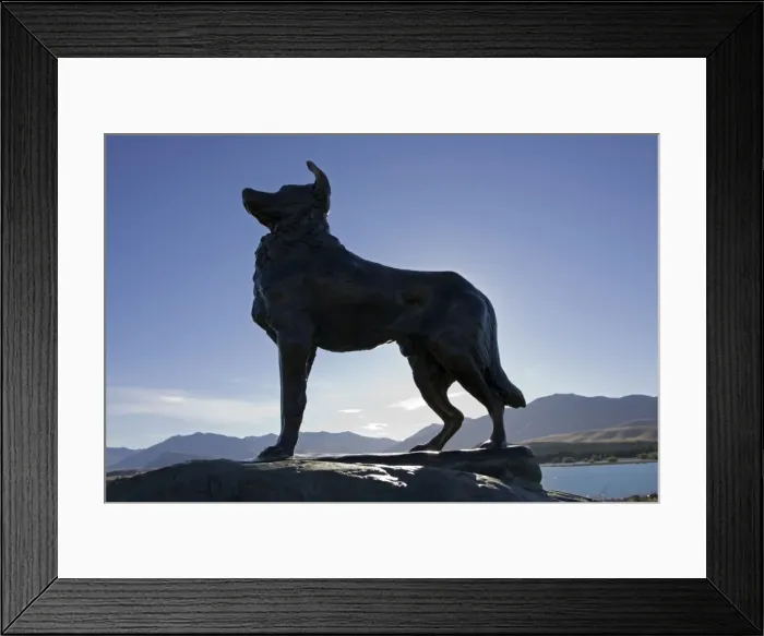 Framed Print : Memorial - silhouette of sheepdog memorial. Lake Tekapo - Central South Island - New Zealand. set up in 1968 by sheep farmers of Mackenzie country as tribute to their working sheep dogs Framed Print : Memorial - silhouette of sheepdog memorial. Lake Tekapo - Central South Island - New Zealand. set up in 1968 by sheep farmers of Mackenzie country as tribute to their working sheep dogs