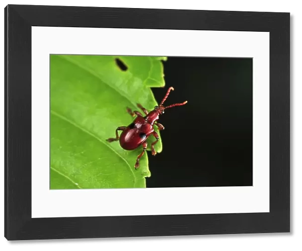 Weevil beetle - Tanjung Puting National Park - Kalimantan - Borneo - Indonesia