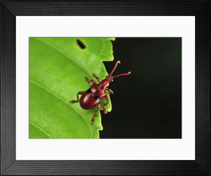 Framed Print : Weevil beetle - Tanjung Puting National Park - Kalimantan - Borneo - Indonesia Framed Print : Weevil beetle - Tanjung Puting National Park - Kalimantan - Borneo - Indonesia