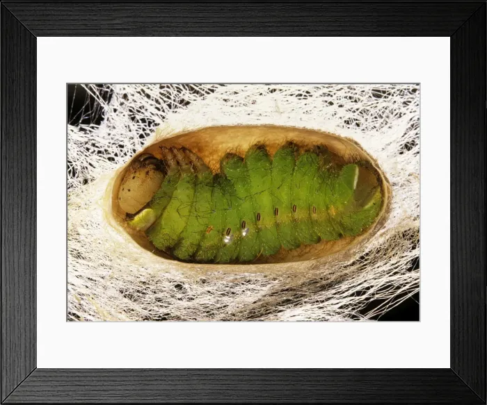 Framed Print : Indian Moon Moth Caterpillar - Cross section of caterpillar in cocoon prior to pupation Framed Print : Indian Moon Moth Caterpillar - Cross section of caterpillar in cocoon prior to pupation