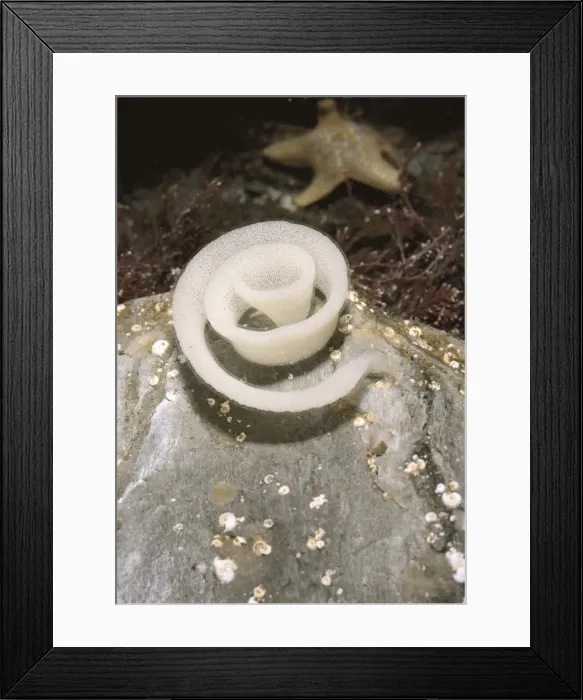 Framed Print : Egg Mass of Sea Lemon ROG 6529 Starfish in background, Lundy, UK. Archidoris pseudoargus © Bob Gibbons / ARDEA LONDON Framed Print : Egg Mass of Sea Lemon ROG 6529 Starfish in background, Lundy, UK. Archidoris pseudoargus © Bob Gibbons / ARDEA LONDON