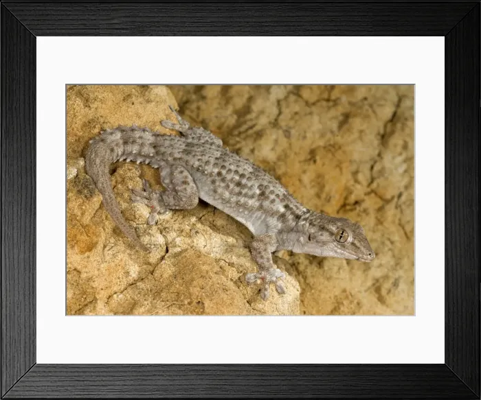 Framed Print : Moorish Gecko - Italy Framed Print : Moorish Gecko - Italy