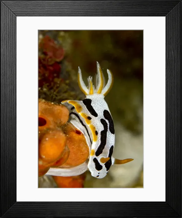 Framed Print : Nudibranch - Indonesia Framed Print : Nudibranch - Indonesia