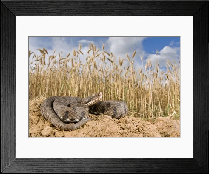 Framed Print : Asp Viper - basking near a cornfield - Italy Framed Print : Asp Viper - basking near a cornfield - Italy