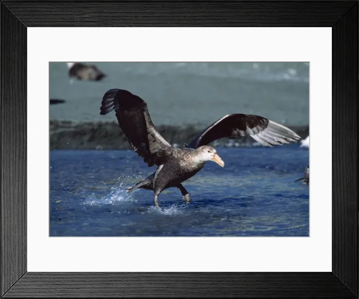 Framed Print : Southern Giant Petrel JPF 12560 Taking off from water Macronectes giganteus © Jean-Paul Ferrero / ardea. com Framed Print : Southern Giant Petrel JPF 12560 Taking off from water Macronectes giganteus © Jean-Paul Ferrero / ardea. com
