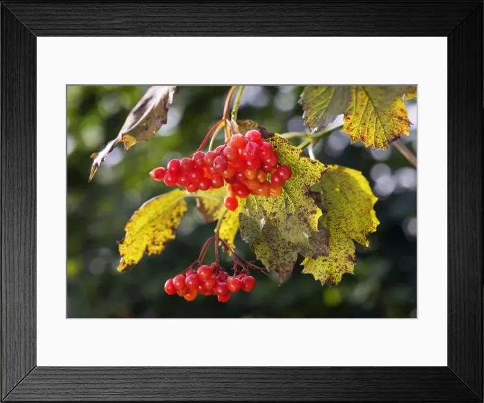 Framed Print : Guelder Rose of Water Elder of Cramp Bark of Snowbell Tree Framed Print : Guelder Rose of Water Elder of Cramp Bark of Snowbell Tree