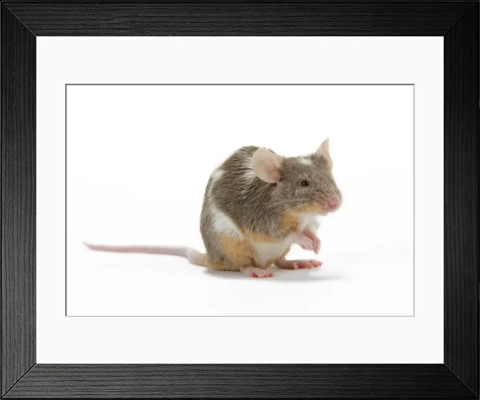 Framed Print : Pet Mouse - in studio Framed Print : Pet Mouse - in studio