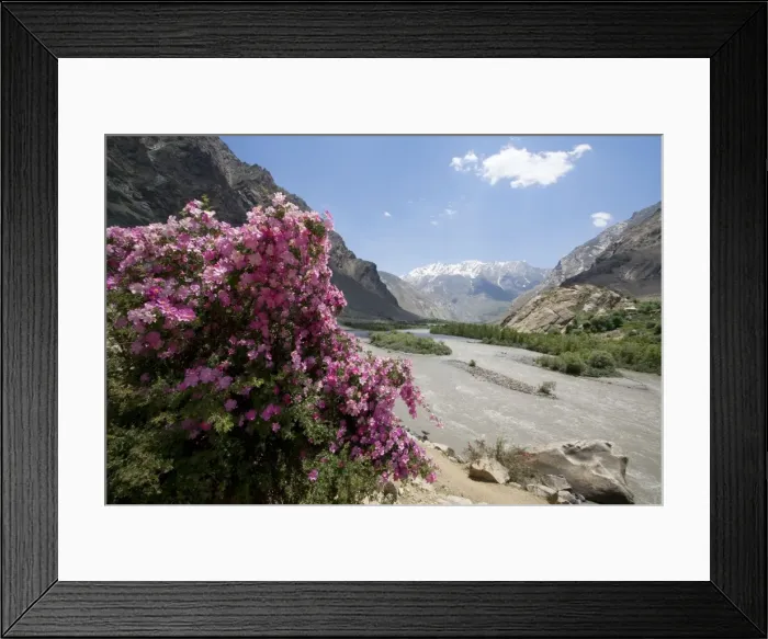 Framed Print : Rose Bush - in Lower Suru Valley Jammu & Kashmir - India Framed Print : Rose Bush - in Lower Suru Valley Jammu & Kashmir - India