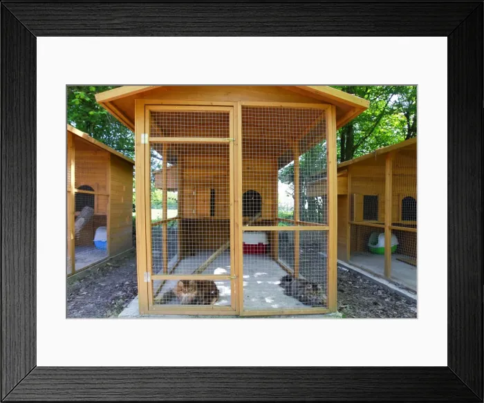 Framed Print : Cattery - with Maine Coon cats Framed Print : Cattery - with Maine Coon cats
