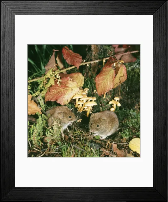 Framed Print : Bank Vole LB 7863 Clethrionomys glareolus © Ian Beames / ardea. com Framed Print : Bank Vole LB 7863 Clethrionomys glareolus © Ian Beames / ardea. com