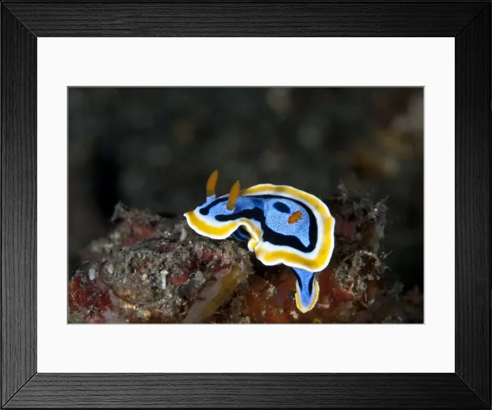 Framed Print : Nudibranch - Indonesia Framed Print : Nudibranch - Indonesia