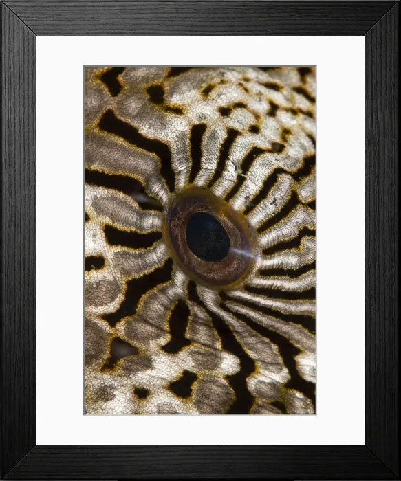 Framed Print : Map Puffer - eye - Indonesia Framed Print : Map Puffer - eye - Indonesia