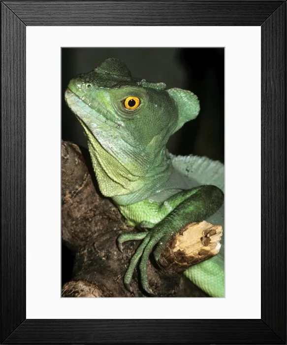Framed Print : Basilisk. PM-5703. BASILISK. Basiliscus plumifrons. Pat Morris. Framed Print : Basilisk. PM-5703. BASILISK. Basiliscus plumifrons. Pat Morris.