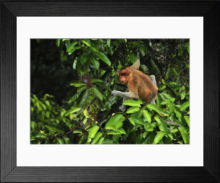 Framed Print : Proboscis Monkey - female eating fruits - Tanjung Puting National Park - Kalimantan - Borneo - Indonesia Framed Print : Proboscis Monkey - female eating fruits - Tanjung Puting National Park - Kalimantan - Borneo - Indonesia