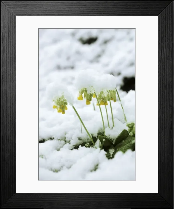 Framed Print : Cowslips - in snow Framed Print : Cowslips - in snow