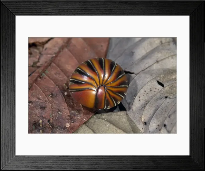 Framed Print : Pill Millipede - Borneo - order: oniscomorpha