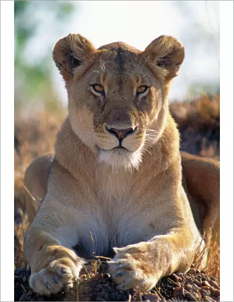 African Lioness - close up of female