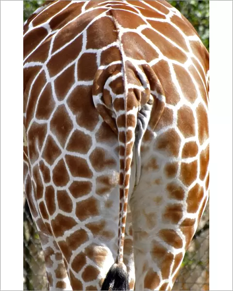 Giraffe - rear view - Africa