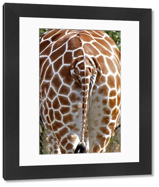 Giraffe - rear view - Africa