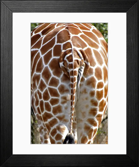 Framed Print : Giraffe - rear view - Africa Framed Print : Giraffe - rear view - Africa