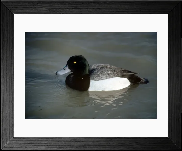 Framed Print : Scaup Duck - male Framed Print : Scaup Duck - male