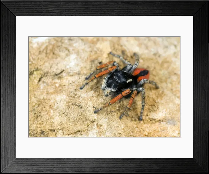 Framed Print : Jumping Spider - male - Italy Framed Print : Jumping Spider - male - Italy