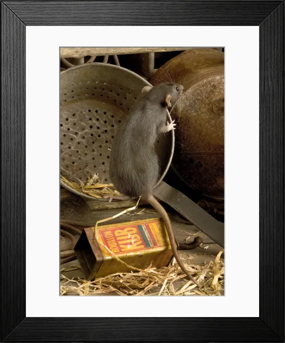 Framed Print : Brown Rat. LA-9532. Brown Rat. Rattus norvegicus. Jean-Michel Labat. Framed Print : Brown Rat. LA-9532. Brown Rat. Rattus norvegicus. Jean-Michel Labat.