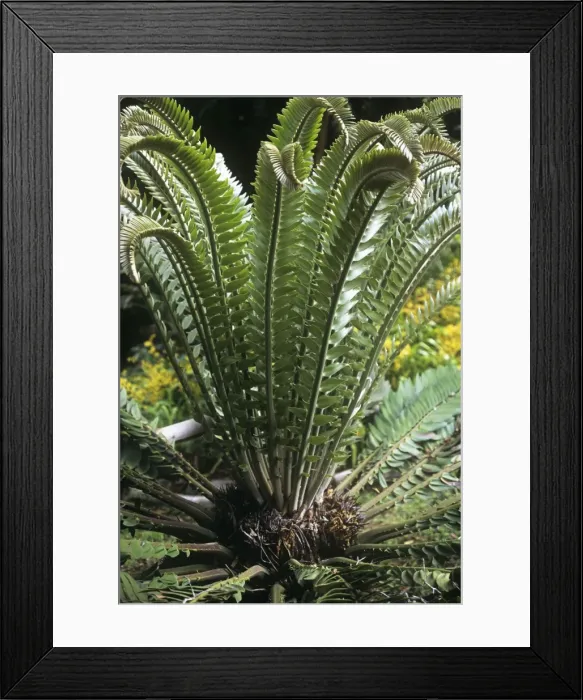 Framed Print : Wood's cycad Framed Print : Wood's cycad