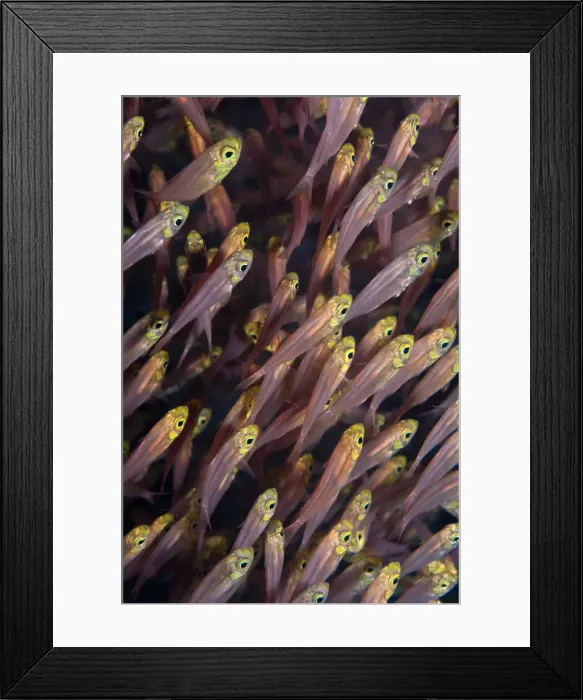 Framed Print : Pygmy  /  Golden Sweeper - Red Sea