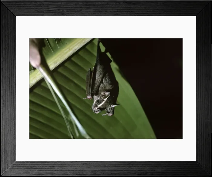 Framed Print : Tent Making Bat - roosting under Banana Palm leaf - Amazonia - Brasil Framed Print : Tent Making Bat - roosting under Banana Palm leaf - Amazonia - Brasil