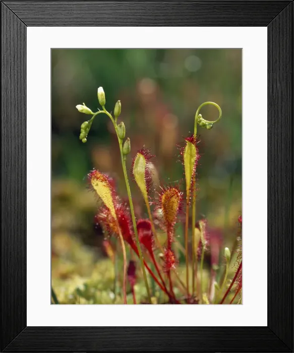 Framed Print : Great Sundew - in bog New Forest, UK Framed Print : Great Sundew - in bog New Forest, UK