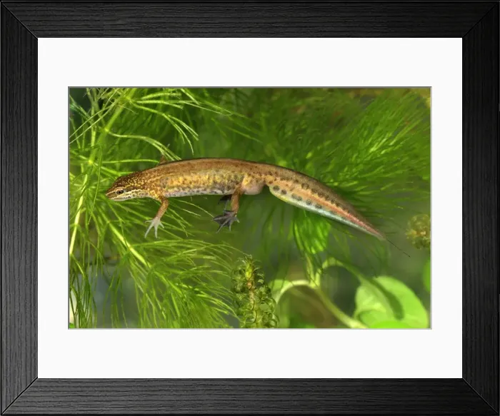 Framed Print : Palmate Newt - Switzerland Framed Print : Palmate Newt - Switzerland