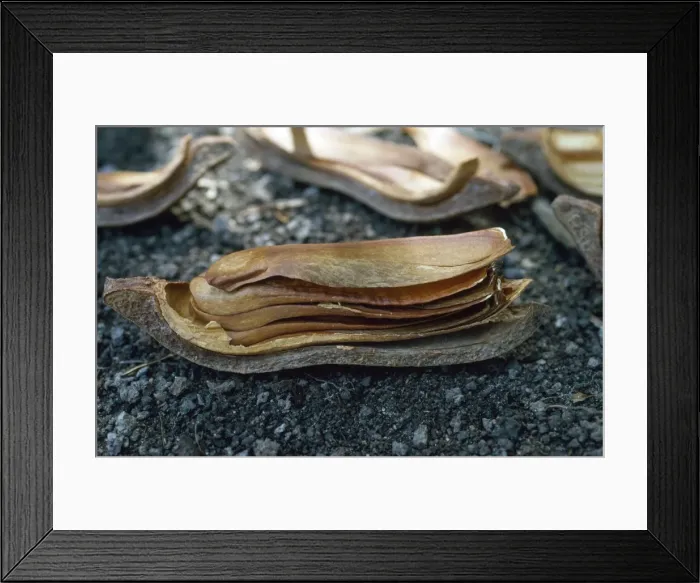Framed Print : Mahogany Tree Seed Pod - opened to reveal design for wind dispersal Amazonia Brazil South America Framed Print : Mahogany Tree Seed Pod - opened to reveal design for wind dispersal Amazonia Brazil South America